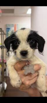 Bayley -  Terrier and Dachshund Dog for Adoption in Holly Springs, North Carolina - Bayley | PetCurious