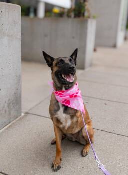 Belgian Shepherd Malinois and German Shepherd Dog Dogs Available for Adoption in Pflugerville, Texas - Aggie | PetCurious