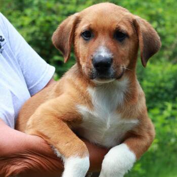 CT Burch -  Labrador Retriever and Mixed Breed Dog for Adoption in Stormville, New York - CT Burch | PetCurious