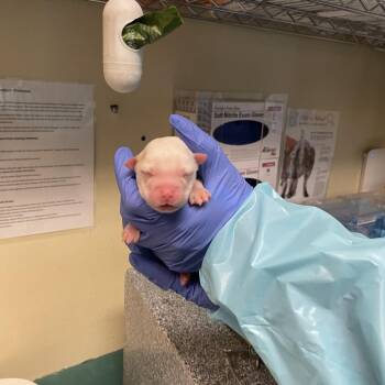 Terrier Dogs Available for Adoption in Pasadena, California - Light Blue Collar | PetCurious