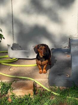 Otto -  Dachshund Dog for Adoption in Shawnee, Oklahoma - Otto | PetCurious