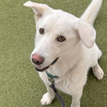 Puff -  Mixed Breed Dog for Adoption in Hailey, Idaho - Puff | PetCurious