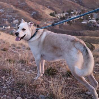 Smoochie -  Husky and Mixed Breed Dog for Adoption in Salt Lake City, Utah - Smoochie | PetCurious