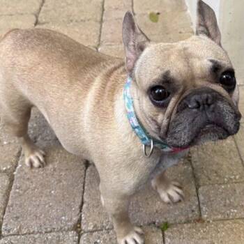 French Bulldog and Mixed Breed Dogs Available for Adoption - CORA | PetCurious