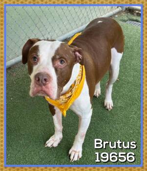 BRUTUS (also see KAYA) -  American Bulldog Dog for Adoption in Marietta, Georgia - BRUTUS (also See KAYA) | PetCurious