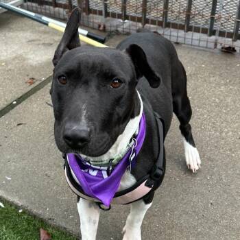 Mixed Breed Dogs Available for Adoption - Jewel | PetCurious