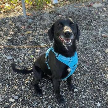 Raz -  Black Labrador Retriever and Mixed Breed Dog Available for Adoption in Rexburg, Idaho - Raz | PetCurious