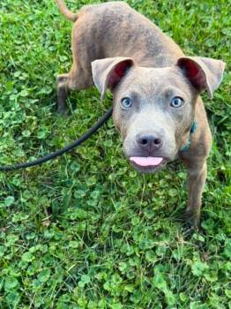 Griffin -  Terrier Dog for Adoption in Waterloo, Iowa - Griffin | PetCurious