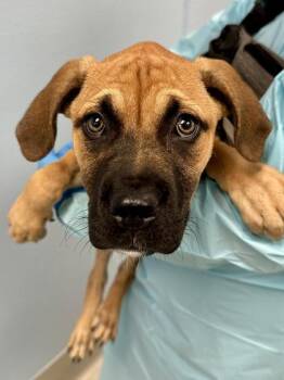 Mixed Breed Dogs Available for Adoption in Wichita, Kansas - Lovely | PetCurious