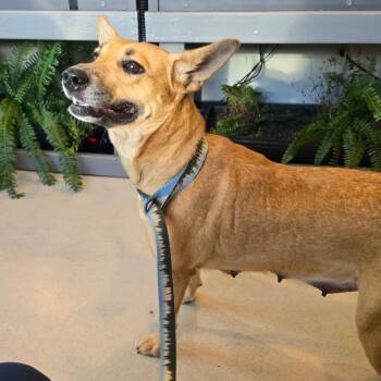 MilkyWay -  Cattle Dog Dog for Adoption in West Point, Mississippi - MilkyWay | PetCurious