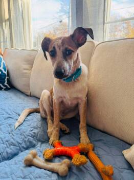 Rescue Mixed Breed Dogs for Adoption in Highland, New York - Rodney | PetCurious