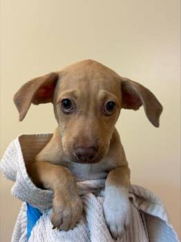 Lucky -  Mixed Breed Dog for Adoption in Honolulu, Hawaii - Lucky | PetCurious