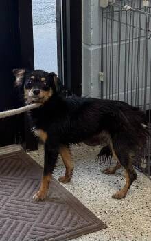 Croc -  Papillon and Mixed Breed Dog for Adoption in Saint Clairsville, Ohio - Croc | PetCurious