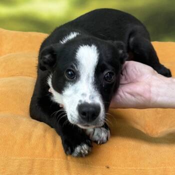 Tom Sawyer -  Mixed Breed Dog for Adoption in Auburn, New Hampshire - Tom Sawyer | PetCurious
