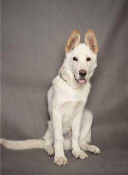 German Shepherd Dog Dogs Available for Adoption in Lubbock, Texas - Quest | PetCurious