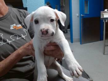 DONALD -  Pit Bull Terrier and Mixed Breed Dog for Adoption in Albuquerque, New Mexico - DONALD | PetCurious