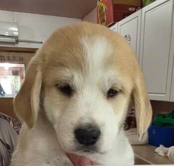 Retriever Dogs Available for Adoption in Thompson Falls, Montana - Sweeney | PetCurious