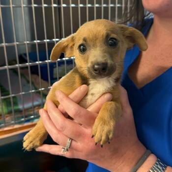 Sweet Potato/Misty -  Chiweenie and Mixed Breed Dog for Adoption - Sweet Potato/Misty | PetCurious
