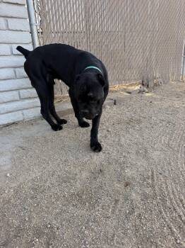 Mater -  Cane Corso Dog for Adoption in Glendale, Arizona - Mater | PetCurious
