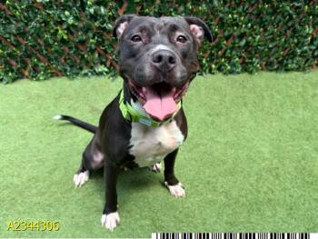 DOLLY -  Mixed Breed Dog for Adoption in West Palm Beach, Florida - DOLLY | PetCurious