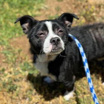Barry -  Border Terrier and Pug Dog for Adoption in Goleta, California - Barry | PetCurious