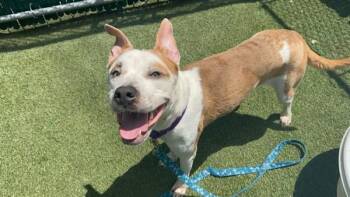 Skyler -  Mixed Breed Dog for Adoption in New York, New York - Skyler | PetCurious