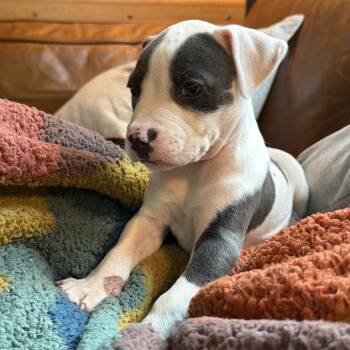 Skye -  Pit Bull Terrier and Mixed Breed Dog for Adoption in Durham, North Carolina - Skye | PetCurious