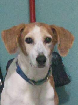Duncan Hines -  Hound Dog for Adoption in Odessa, Florida - Duncan Hines | PetCurious