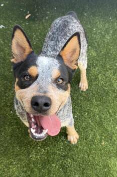 Australian Cattle Dog Blue Heeler Dogs Available for Adoption - Rogue | PetCurious