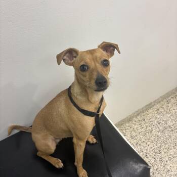 Mixed Breed Dogs Available for Adoption in Lake Tapwingo, Missouri - Daisy Mae | PetCurious