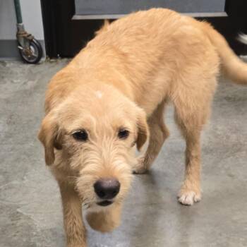 NORBERT -  Labrador Retriever and German Wirehaired Pointer Dog for Adoption in Hannibal, Missouri - NORBERT | PetCurious