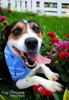 Rescue American Foxhound Dogs for Adoption in Mt. Juliet, Tennessee - Rocky | PetCurious