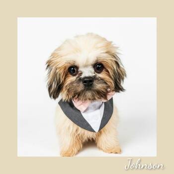 Johnson -  Lhasa Apso Dog for Adoption in Fredericksburg, Virginia - Johnson | PetCurious