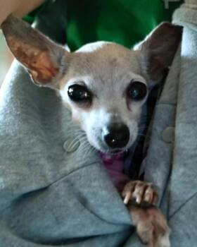 Opi -  Chihuahua Dog for Adoption in College Station, Texas - Opi | PetCurious