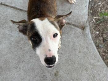 GINGER -  Pit Bull Terrier and Mixed Breed Dog for Adoption in Tulsa, Oklahoma - GINGER | PetCurious