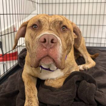 Pit Bull Terrier Dogs Available for Adoption in Philadelphia, Pennsylvania - Summer | PetCurious