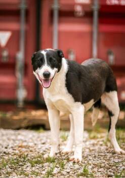 Rescue Border Collie and Black Labrador Retriever Dogs for Adoption in Holly Springs, Mississippi - Scoot | PetCurious