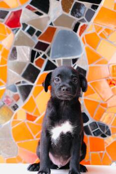 Rye -  Beagle and Black Labrador Retriever Dog for Adoption in San Diego, California - Rye | PetCurious