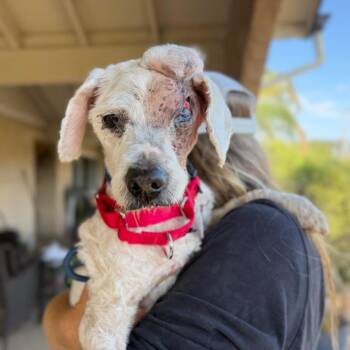 Molly -  Poodle Dog for Adoption in Ramona, California - Molly | PetCurious
