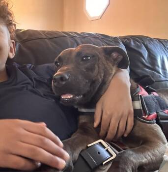 Daisy -  Chocolate Labrador Retriever Dog for Adoption in Lexington, Kentucky - Daisy | PetCurious