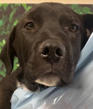 Rescue Cattle Dog and Labrador Retriever Dogs for Adoption in San Antonio, Texas - Dwight Schrute | PetCurious