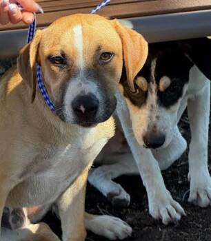 Ganondorf -  Australian Cattle Dog Blue Heeler and Labrador Retriever Dog for Adoption in Austin, Texas - Ganondorf | PetCurious