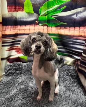 Dipper -  Miniature Poodle Dog for Adoption in Tifton, Georgia - Dipper | PetCurious
