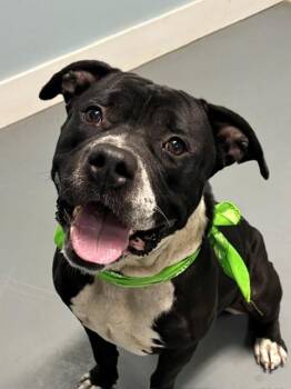 Bruce -  Terrier and Mixed Breed Dog for Adoption in Hawk Point, Missouri - Bruce | PetCurious