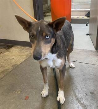 Siberian Husky Dogs Available for Adoption in Ontario, California - FELI | PetCurious