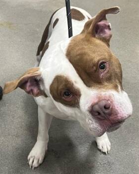 GERMANY -  Pit Bull Terrier Dog Available for Adoption - GERMANY | PetCurious