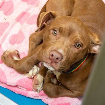 NOUGAT -  Pit Bull Terrier and Mixed Breed Dog for Adoption in St. Louis, Missouri - NOUGAT | PetCurious