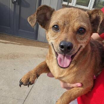 HERBIE -  Chihuahua Dog for Adoption in Athens, Alabama - HERBIE | PetCurious
