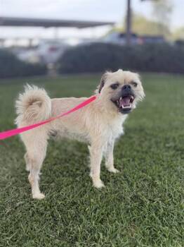 HERCULES -  Brussels Griffon and Mixed Breed Dog for Adoption in Riverside, California - HERCULES | PetCurious