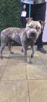 61313239 -  Pit Bull Terrier and Mixed Breed Dog for Adoption in El Paso, Texas - 61313239 | PetCurious